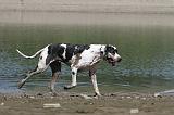 DOGUE ALLEMAND 130